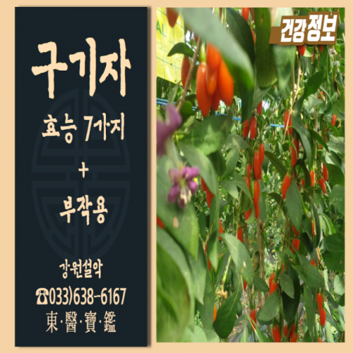 “구기자”의 효능 알아보아요